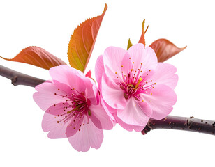 Two delicate pink blossoms on a dark branch, highlighted against a black background.  Detailed petals, visible stamens, and reddish-brown leaves