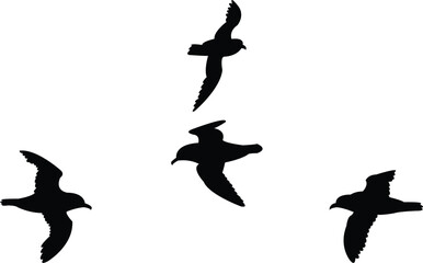 Flying Antarctic petrel Bird Silhouette Design And Vector Illustration. 
