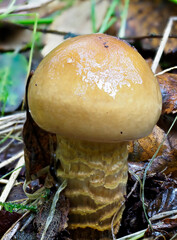 A young Fruit body of a Cortinarius Fungi, possibly C.trivalis, the Girdled Web cap with a girdled stem and the whole Fruitbody covered in clear slime.