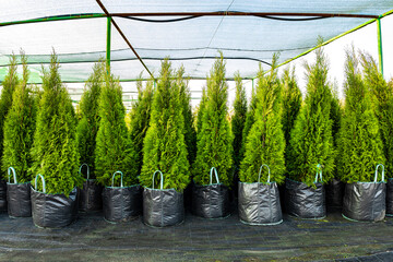 Thuja seedlings in a nursery plant, close-up.