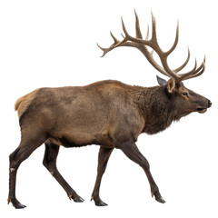 Fototapeta premium Full-body view of a moose with dark brown fur and large antlers, wild animal isolated on white background. PNG