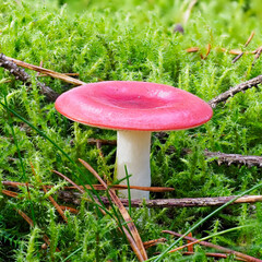 A fine example of a Brittlegill Mushroom Russula emetica, The Sickener seen emerging through the Moss of the Forest Floor.