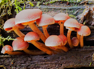 A group of Pale red Hypholoma Fungi on a dead Conifer Tree, possibly Hypholoma capnoides, the Conifer Tuft in woodland in North East Scotland.