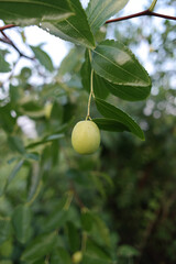 Single Jujube in the Garden