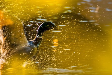 Coot splashing water on a golden lake