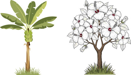 Fototapeta premium Vector illustration of banana tree with green fruit and hibiscus tree full of white flowers for tropical garden decoration