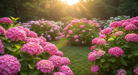 Hydrangea blossom garden
