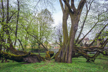 900 years old lime tree in gardens of Bzenec Castle in Moravia region of Czech Republic