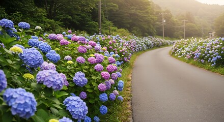 Hydrangea blossoms line winding road