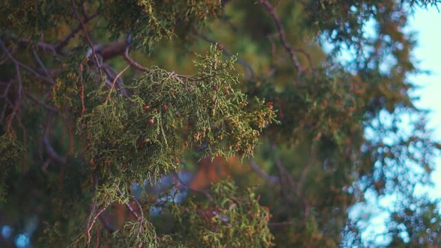 Closeup shot of leaves of the Juniper tree growing on the Himalayan mountain ranges near Keylong in Lahaul and Spiti district, Himachal Pradesh, India. Closeup of Branch of juniper berries in autumn.