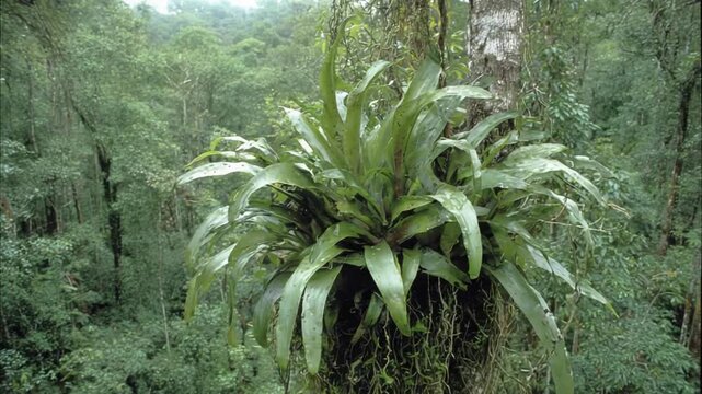 Lush Epiphyte Plant Flourishes on Tree Trunk Amidst Verdant Rainforest Canopy.