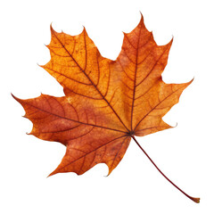 Fototapeta premium Single maple leaf in warm autumn hues of orange and red, seasonal foliage isolated on white background. PNG