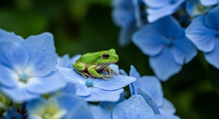 Green frog on blue hydrangea