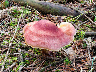 A Plums and Custard Fungi, Tricholomopsis rutilans on the forest floor of a Conifer Woodland in North East Scotland in Autumn.