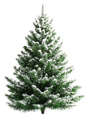 Fototapeta premium PNG Christmas pine tree snow-covered decoration festival.