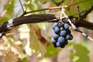 a bunch of ripe grapes in a garden, nourished by the bright rays of the sun