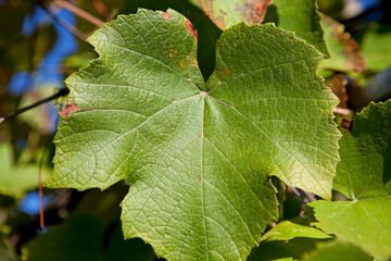 close-up of grape leaves under the bright rays of the autumn sun