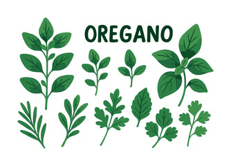 Obraz premium Various oregano leaves illustrations on white background