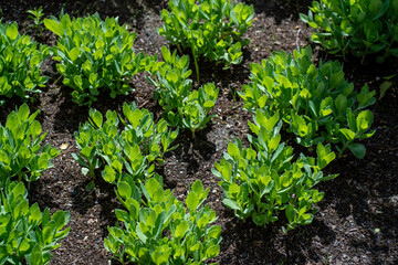 Fresh green garden seedlings growing in cultivated soil