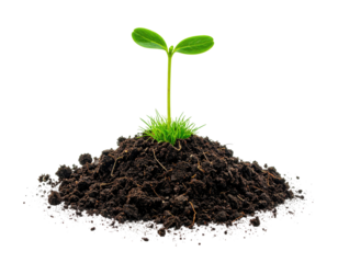 Young sprout emerging from dark soil mound