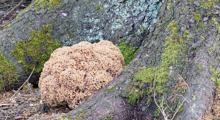 A large Wood Cauliflower Fungus, Sparassis crispa nestled between the Roots of a living Pine Tree in a Forest in Scotland.