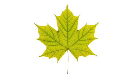 Isolated Maple Leaf on Neutral Backdrop, Bright Autumn Foliage, Fall Season, Single Element