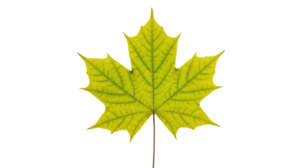 Isolated Maple Leaf on Neutral Backdrop, Bright Autumn Foliage, Fall Season, Single Element