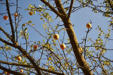 Jabłoń, Malus Mill., jabłko, jabłka
