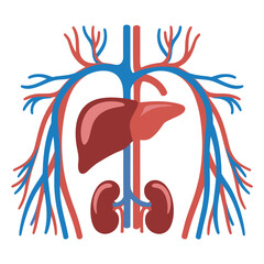Detailed Human Organs and Circulatory System Vector Illustration, organ vector, organs vector 