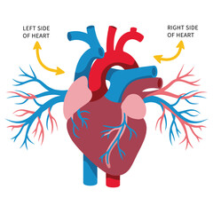 Human Heart Diagram Vector – Anatomical Medical Illustration with Labels