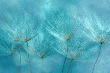 Light-blue backdrop with several dandelion seeds