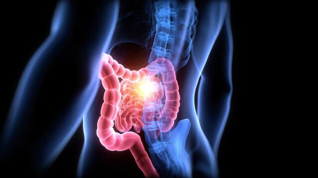 This presentation highlights the human digestive system, focusing on its structure and functions. Discover how food is processed within the body and learn about key organs involved