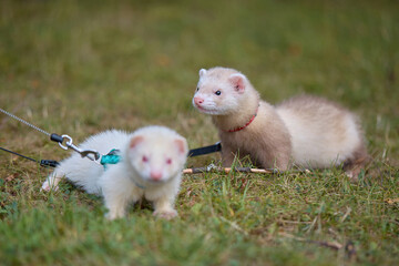 Light color ferret enjoying walking and exploring meadow in camp