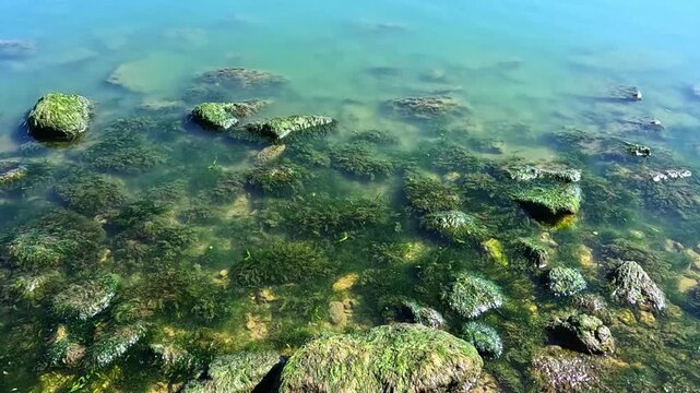 Green algae (Enteromorpha intestinalis) grows on rocks near the shore of the eutrophic Khadzhibey Estuary