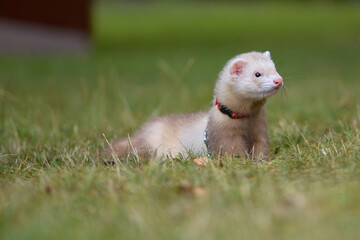 Light color ferret enjoying walking and exploring meadow in camp