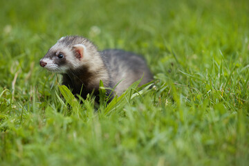 Standard color ferret enjoying walking and exploring meadow in camp