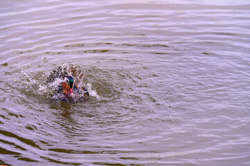 A male mandarin duck, Aix galericulata on a pond its water splashes.