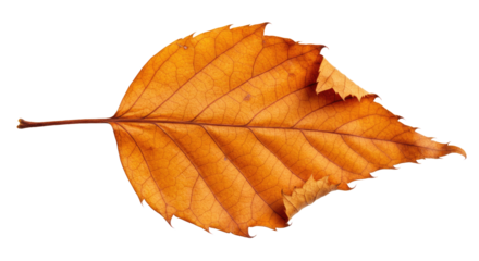 Single Dried Autumn Leaf Close Up.