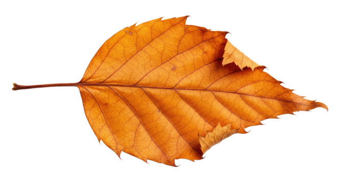 Single Dried Autumn Leaf Close Up.