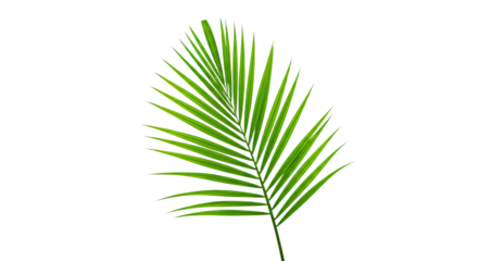 Single vibrant green palm frond isolated.