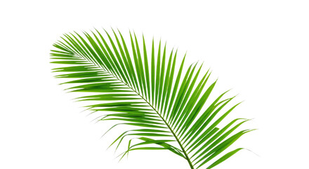 Obraz premium Single vibrant green palm frond isolated 1.