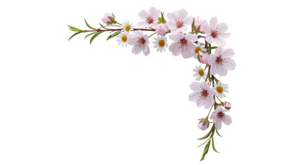Obraz premium Delicate pink cherry blossoms and daisies in a corner arrangement