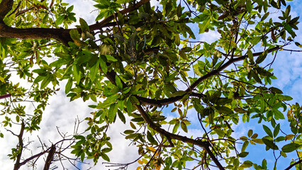 Fototapeta premium Background of nature or Branch and Leaf of Tree from below