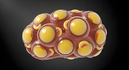 human adipose tissue fat cells microscopic view