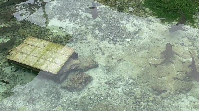 baby shark fish in the water