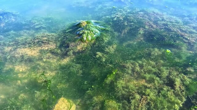 Green algae (Enteromorpha intestinalis) grows on rocks near the shore of the eutrophic Khadzhibey Estuary