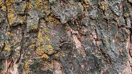 Wood texture close-up