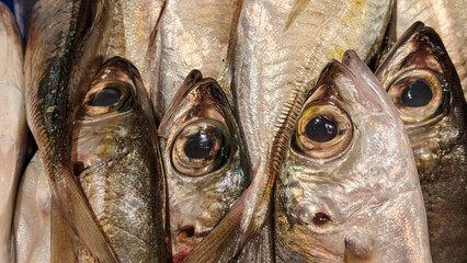 Close-up of fresh fish with detailed eyes and shiny scales at seafood market © DigitalProvoke