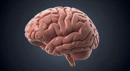 human brain anatomy medical illustration