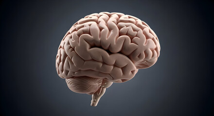 human brain anatomy scientific model grey background